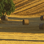 Hay bales in a field